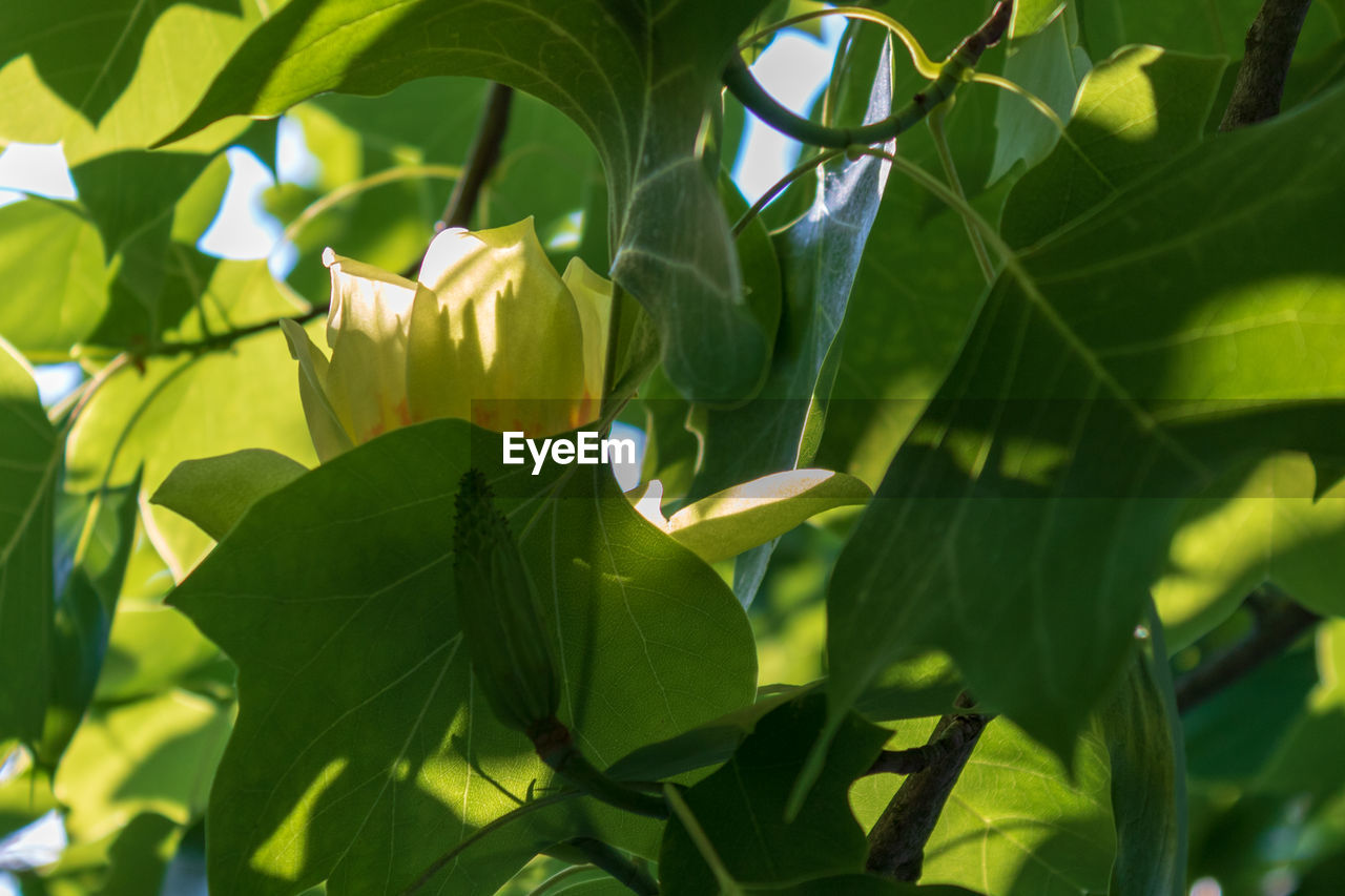 Close-up of yellow flowering plant leaves