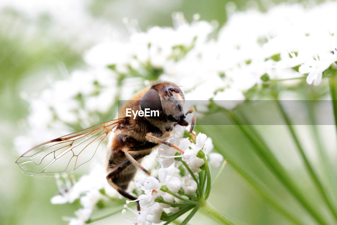 CLOSE-UP OF HONEY BEE ON FLOWER