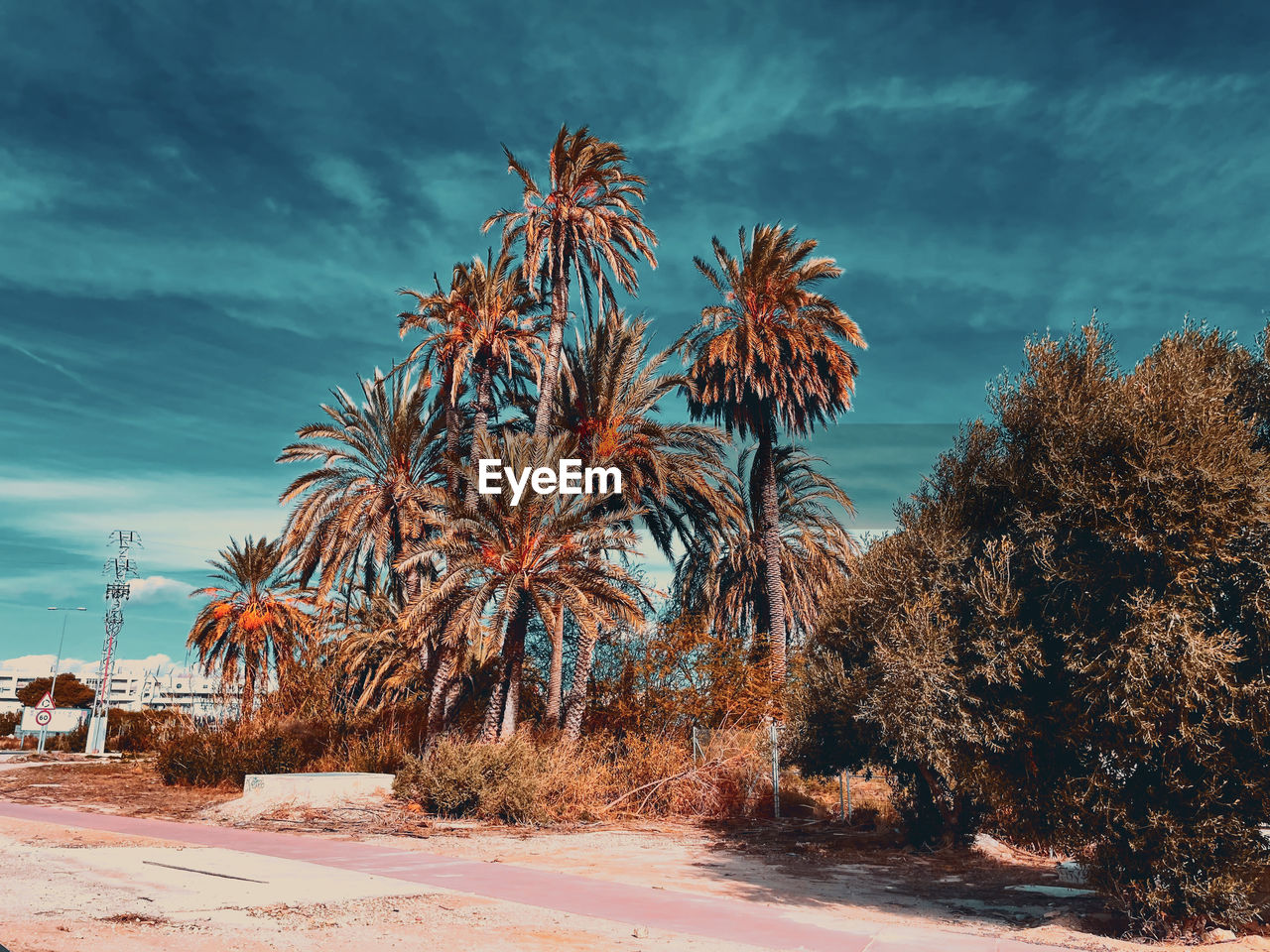 Palm trees on field against sky