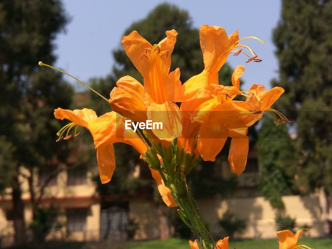 CLOSE-UP OF ORANGE DAY LILY BLOOMING AGAINST TREES