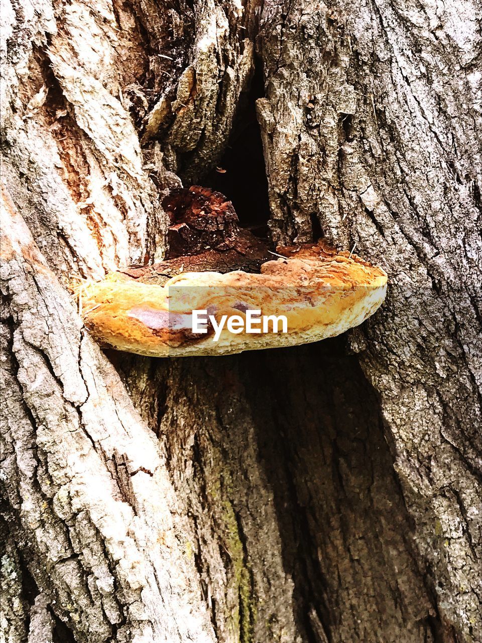 CLOSE-UP OF MUSHROOM IN TREE TRUNK