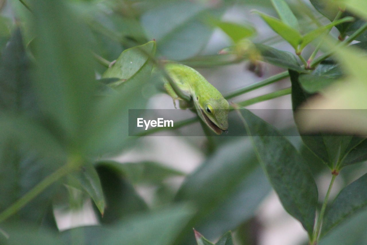 CLOSE-UP OF CATERPILLAR ON LEAF