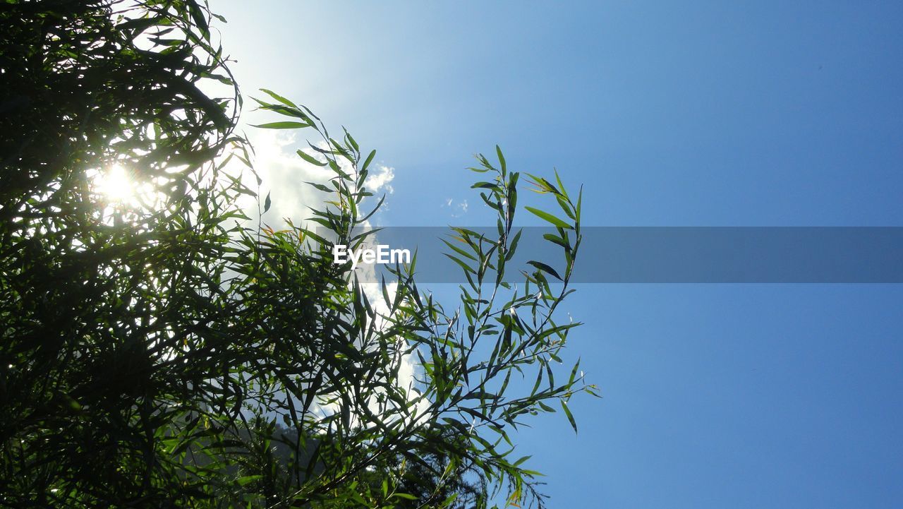 LOW ANGLE VIEW OF BAMBOO TREE AGAINST CLEAR BLUE SKY