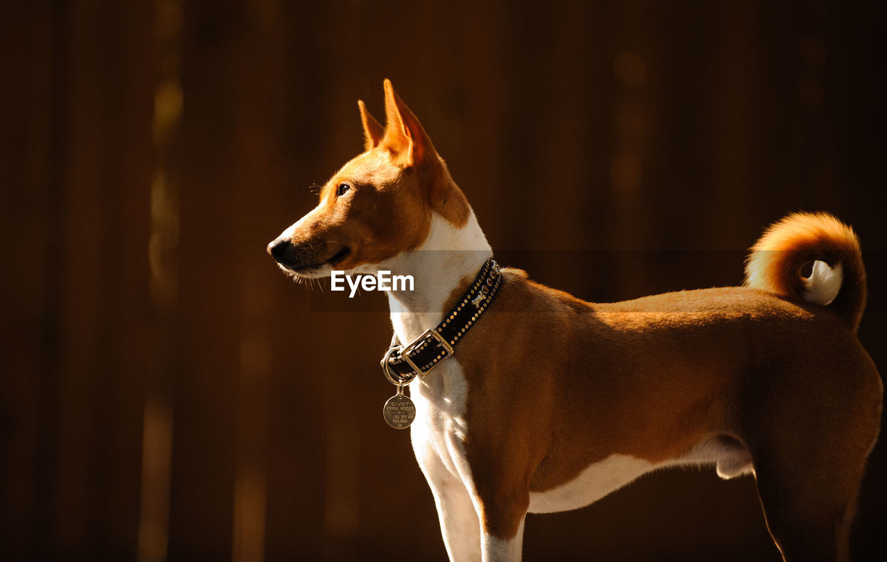 Side view of basenji standing