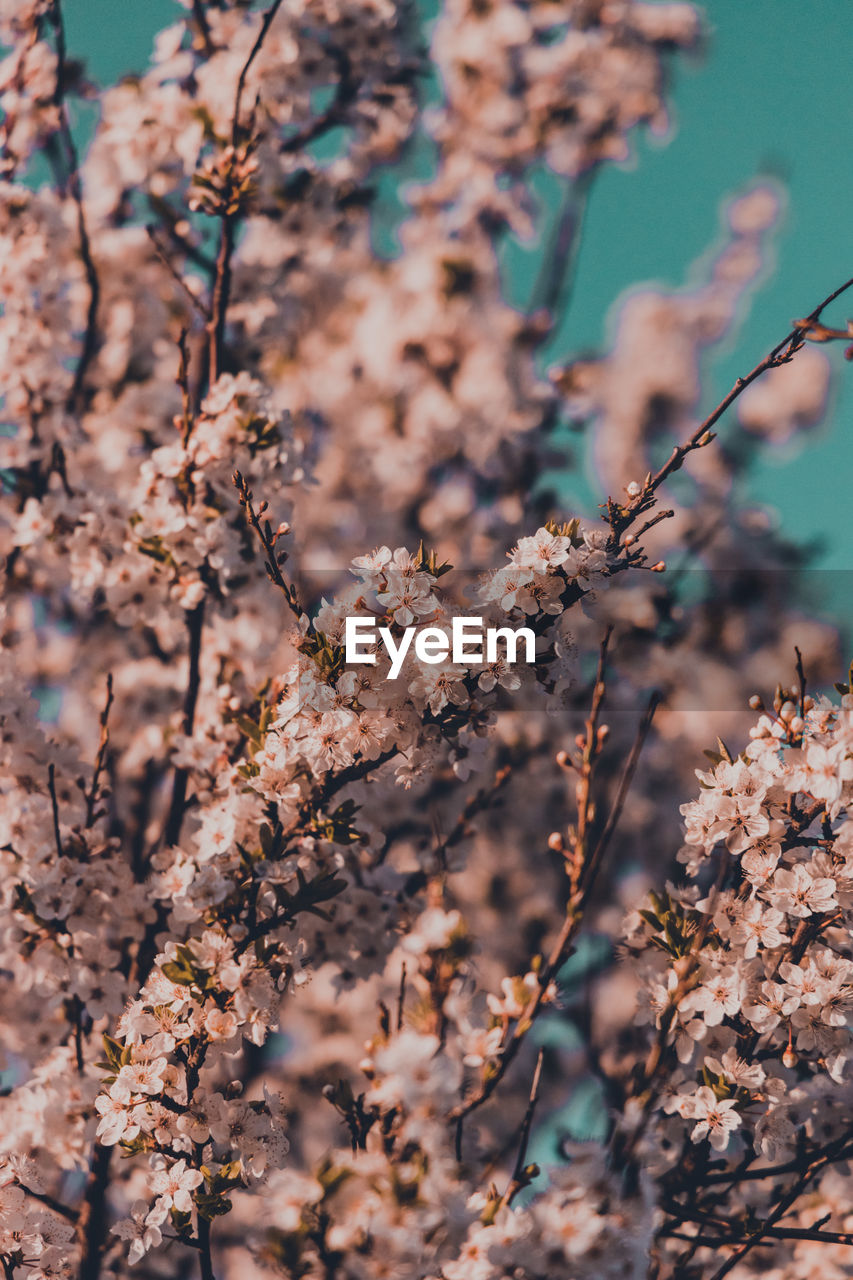 CLOSE-UP OF CHERRY BLOSSOM PLANT