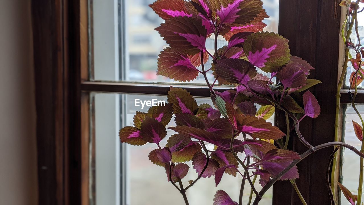 Close-up of pink flowering plant by window