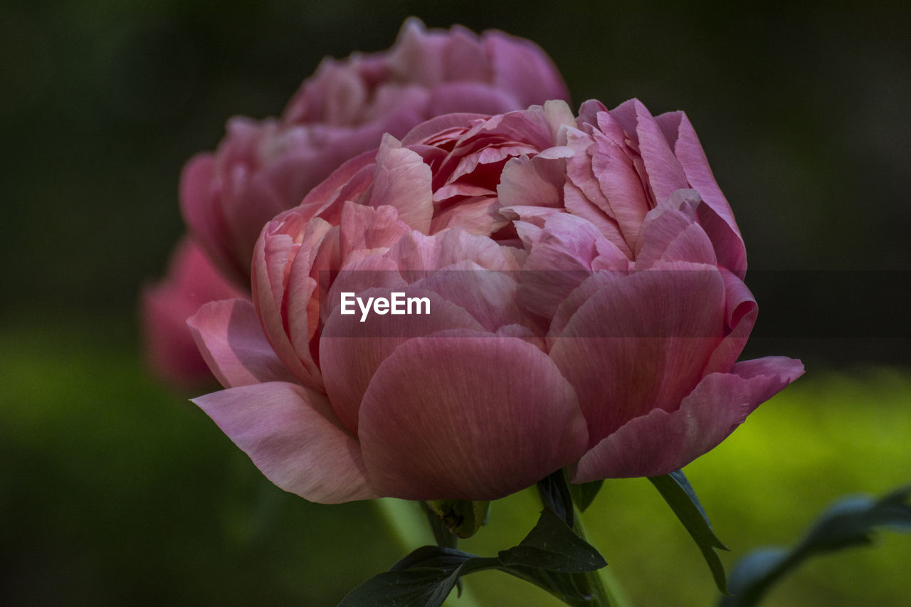 Close-up of pink rose flower