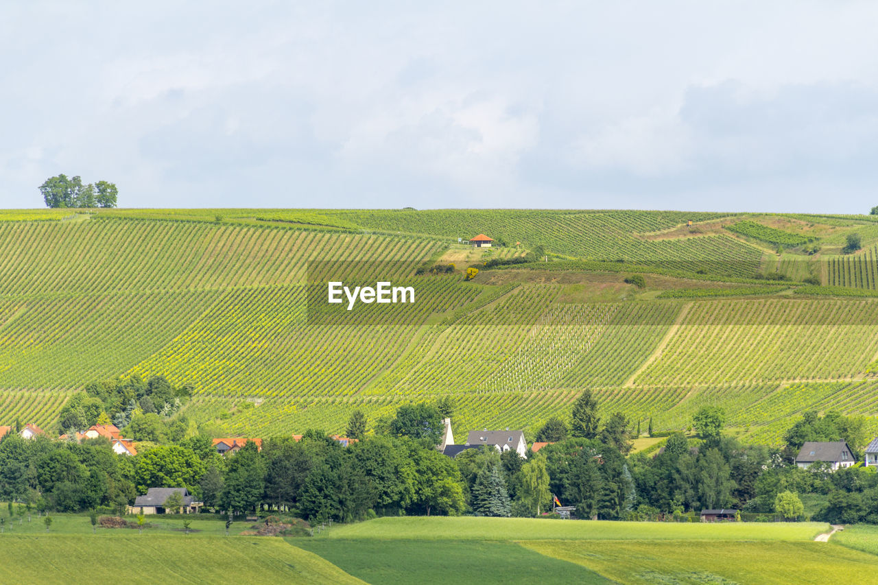 SCENIC VIEW OF AGRICULTURAL FIELD