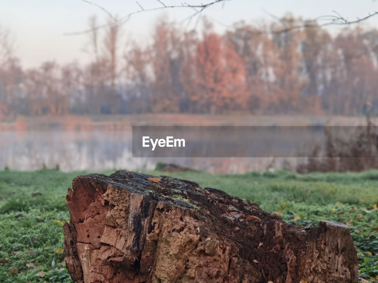 CLOSE-UP OF WOODEN LOG ON FIELD