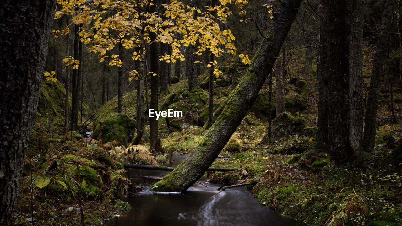 Plants and trees in forest