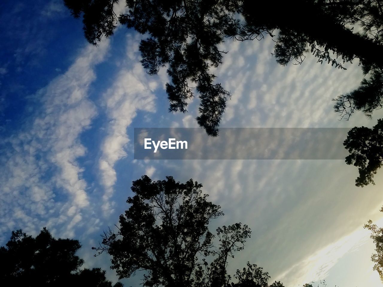 SILHOUETTE TREES AGAINST CLOUDY SKY