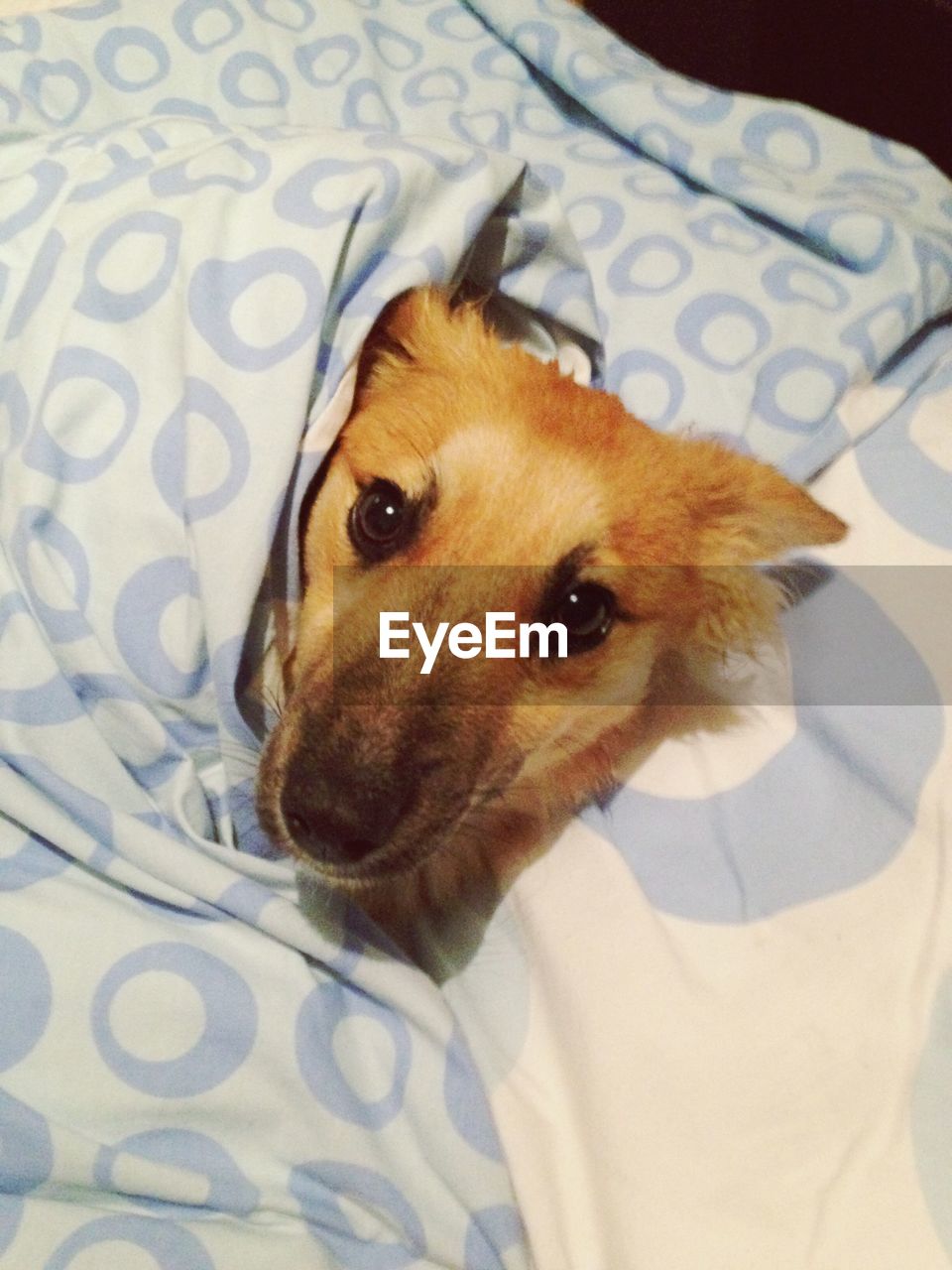 CLOSE-UP PORTRAIT OF DOG LYING ON BED AT HOME