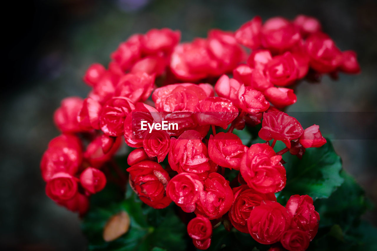 Close-up of wet red flowers