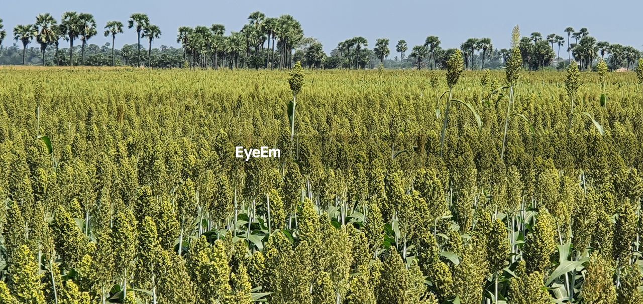 CROPS GROWING ON FIELD