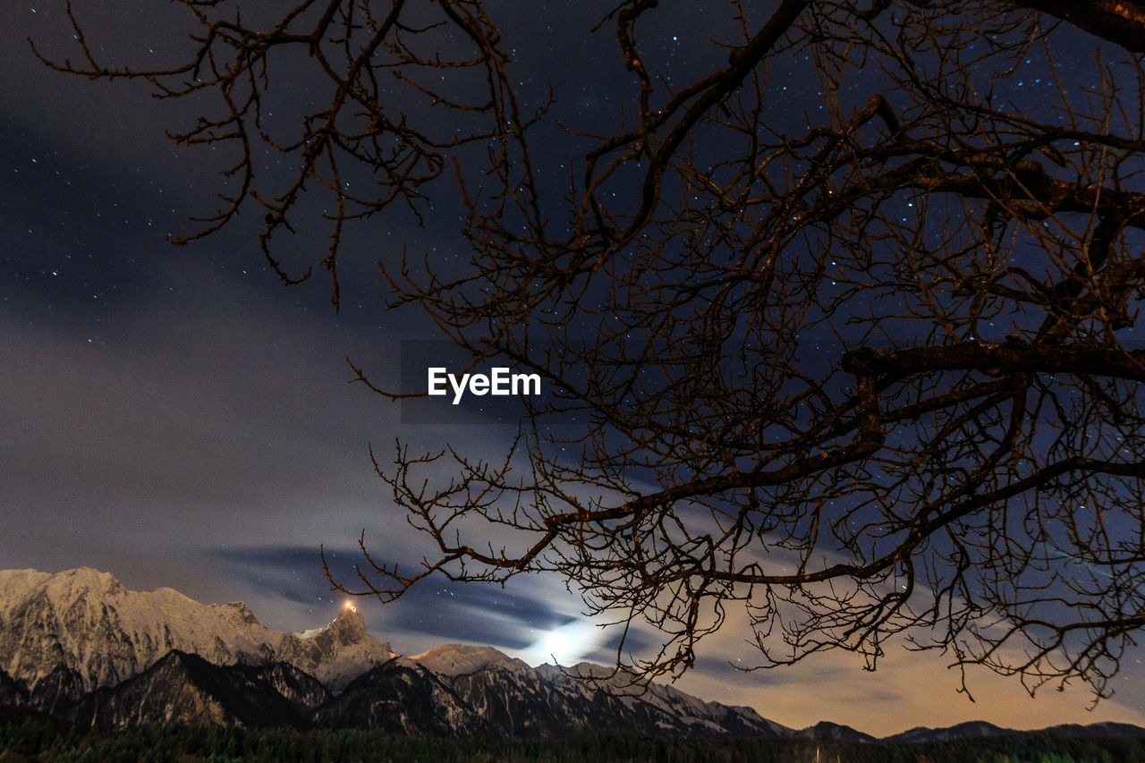 Bare tree against starry sky at night