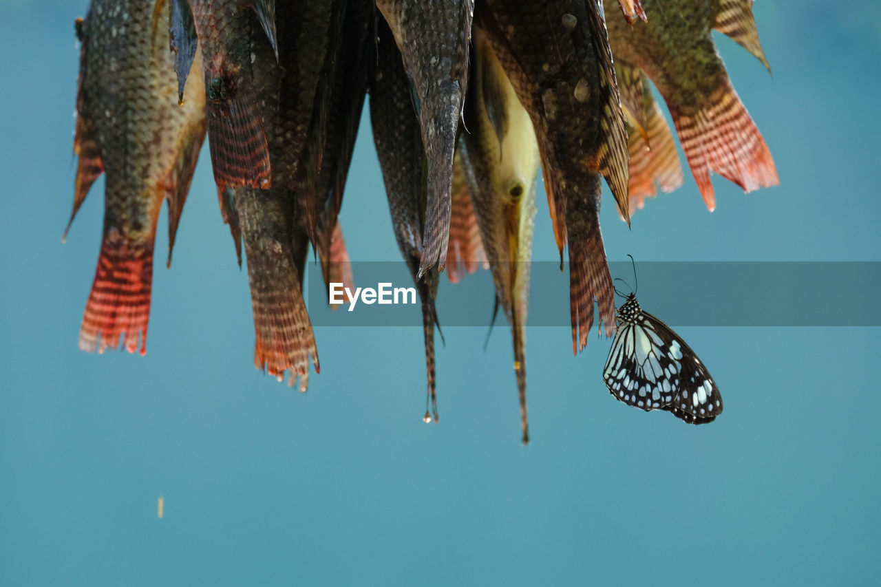 Drying fish against sky