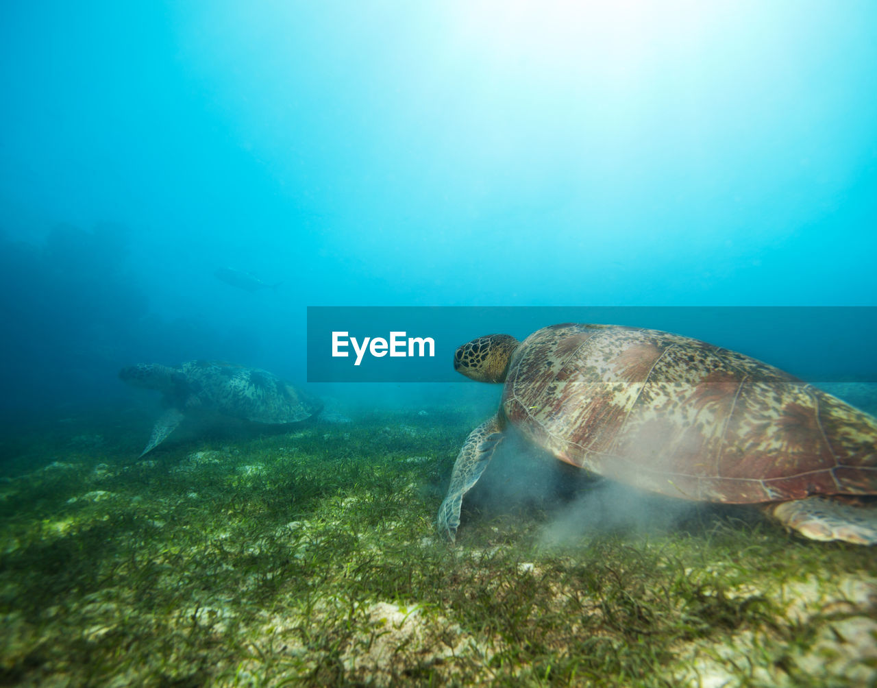 TURTLE SWIMMING IN SEA