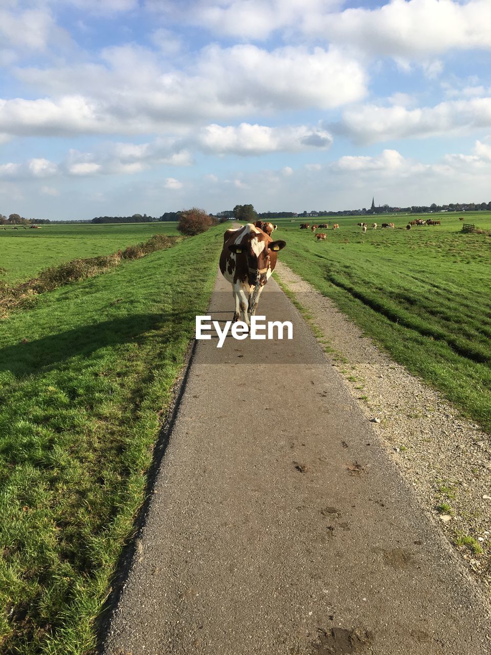 Cow on road amidst field against sky