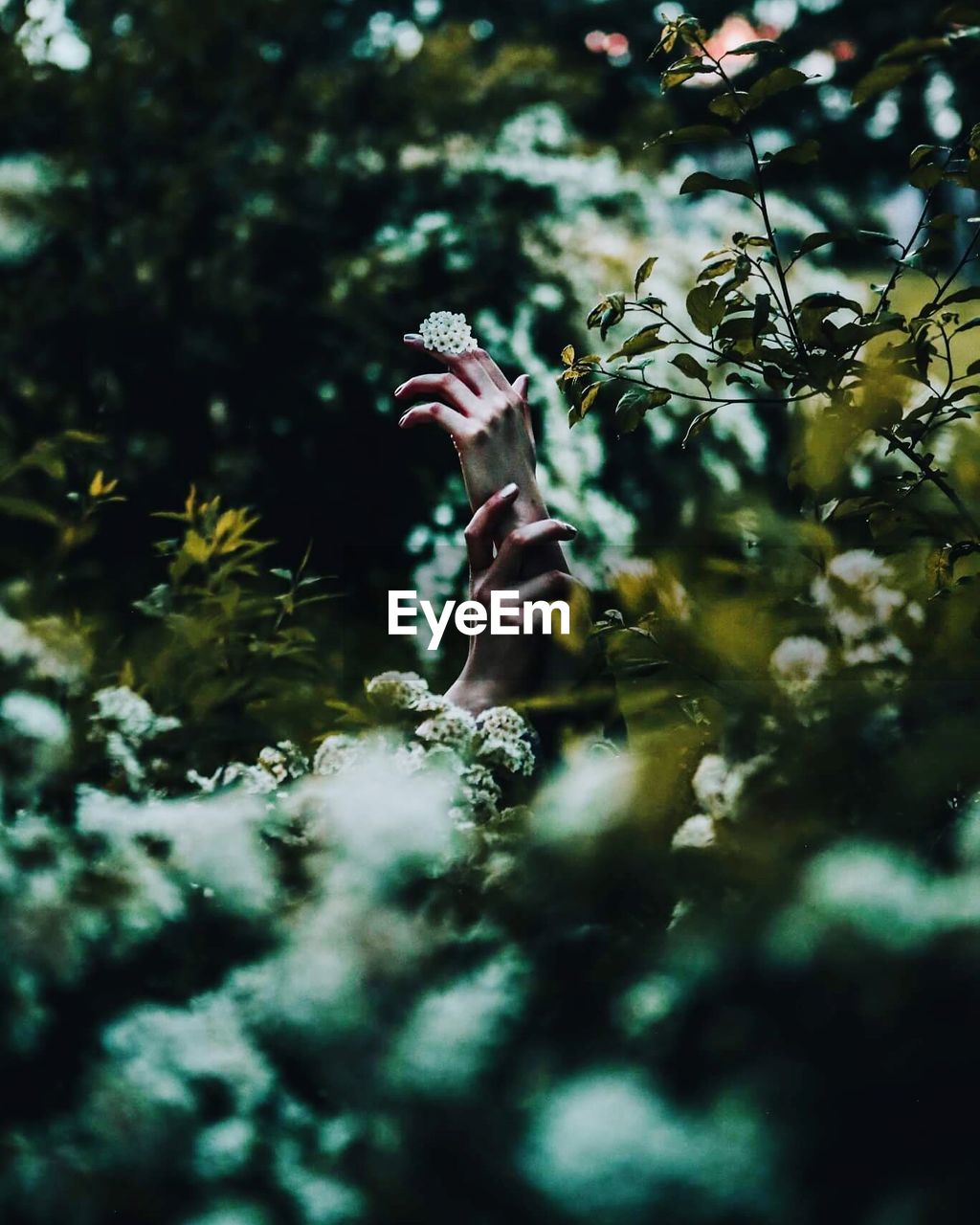 Cropped hands of woman amidst flowering plants in forest