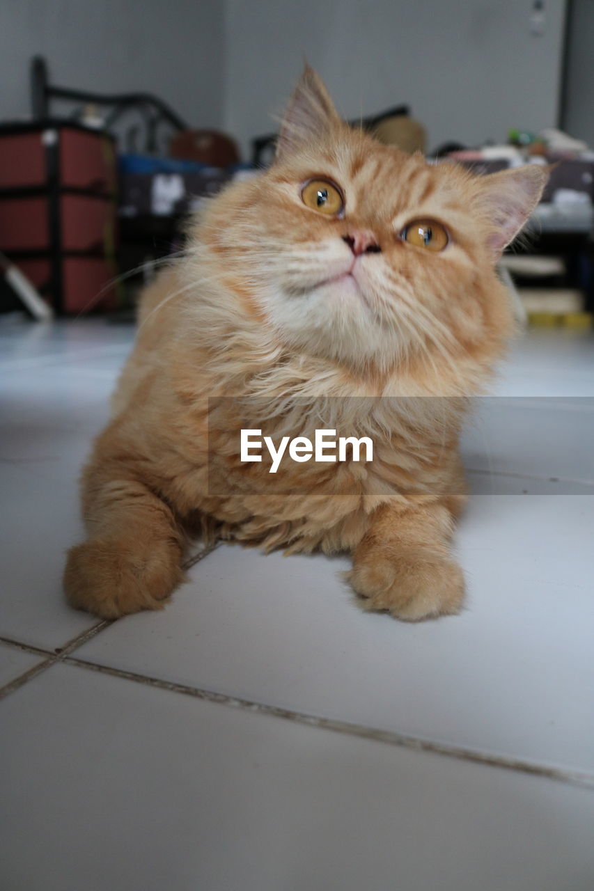 PORTRAIT OF GINGER CAT SITTING ON FLOOR