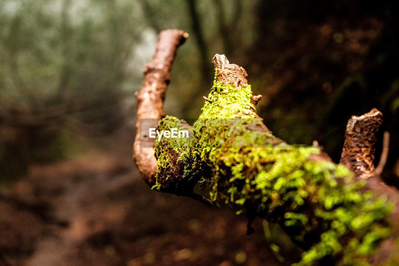 Mystic fairytale landscape at the anaga mountain