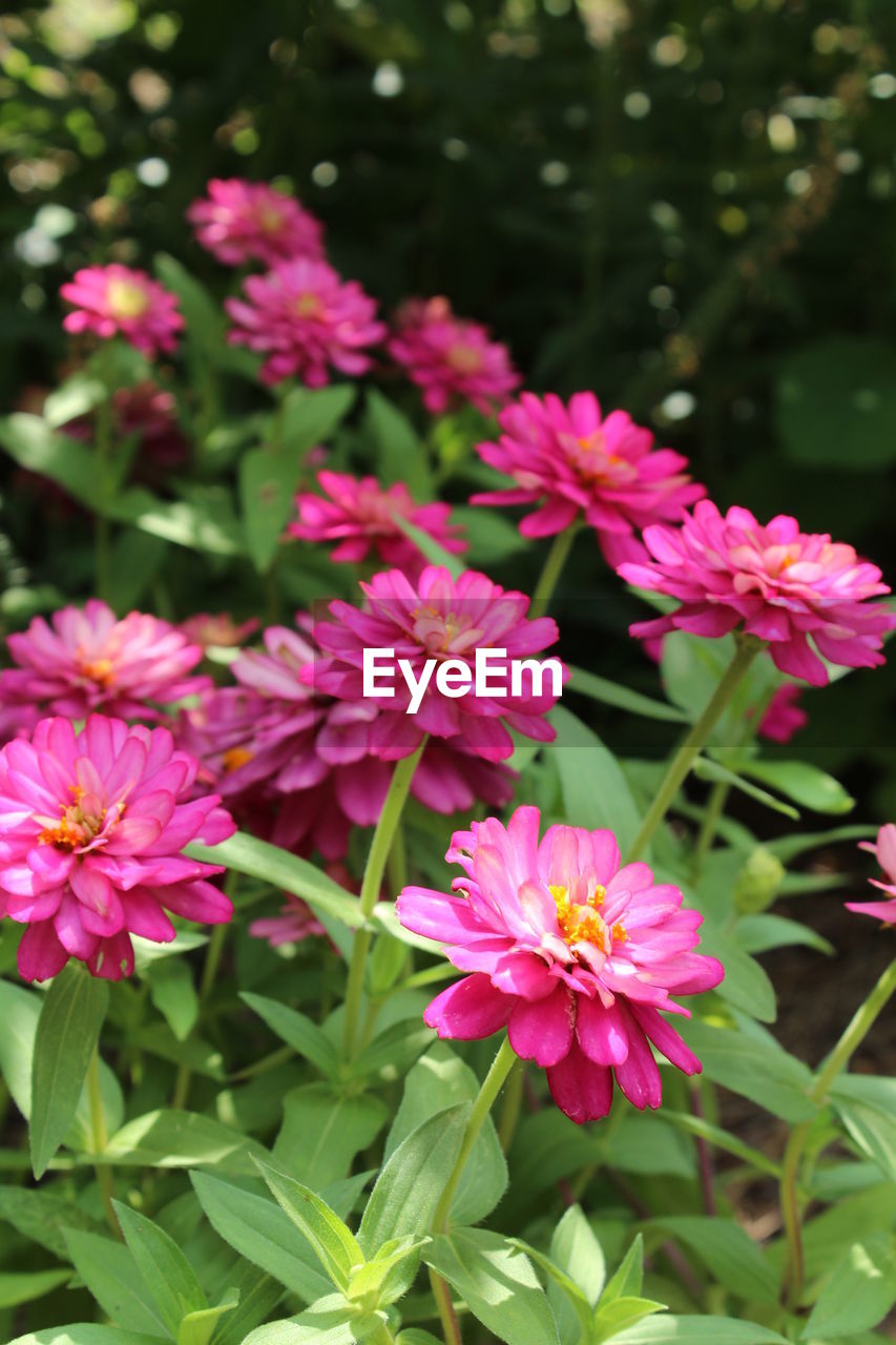 Close-up of pink flowers