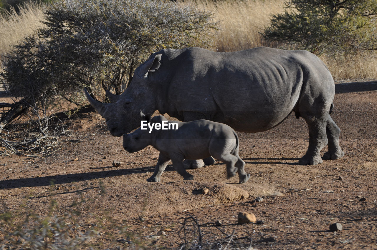 Closeup of black rhino mother and baby calf in field