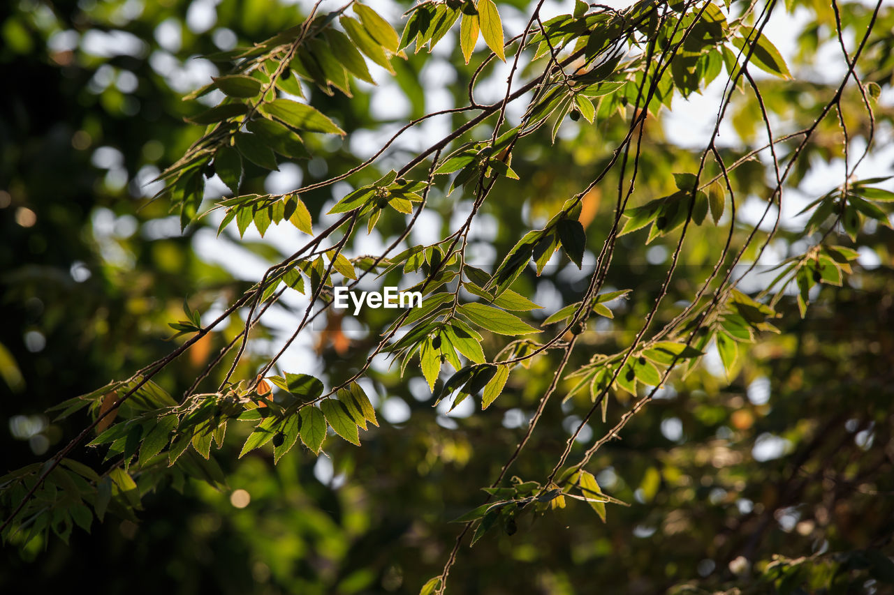 The shoots of the light in the morning bokeh background