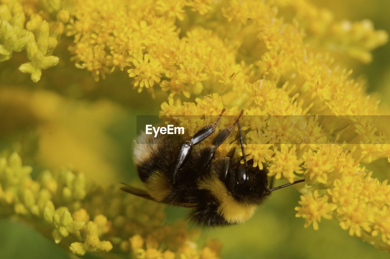 CLOSE-UP OF HONEY BEE POLLINATING ON FLOWER