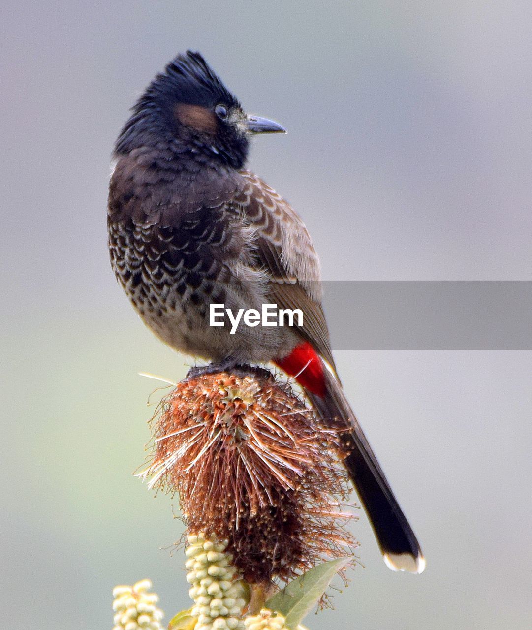 animal themes, animal, bird, animal wildlife, one animal, wildlife, beak, close-up, perching, no people, nature, focus on foreground, plant, day, beauty in nature, outdoors, sparrow