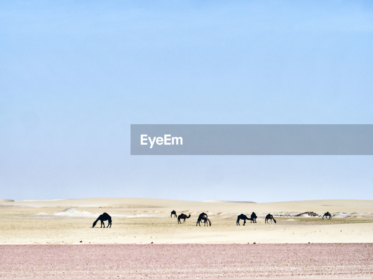 Scenic view of desert and camels against clear sky