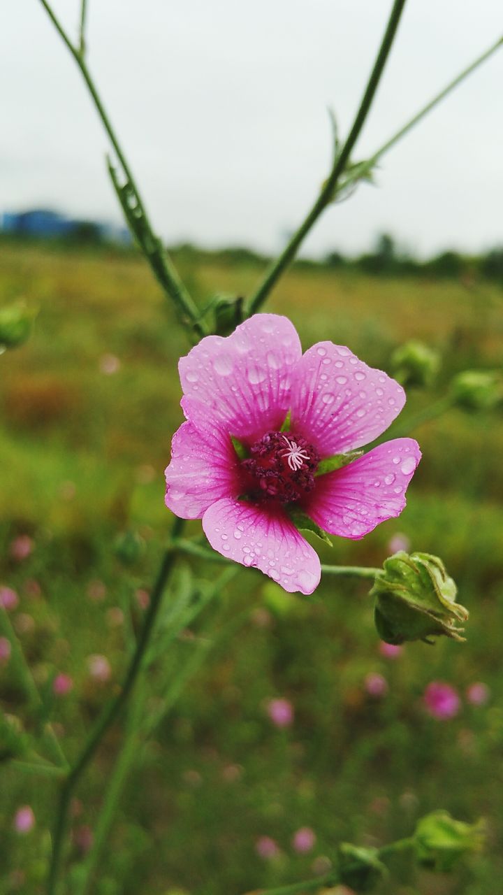 Close-up of wet pink flower blooming on field against sky