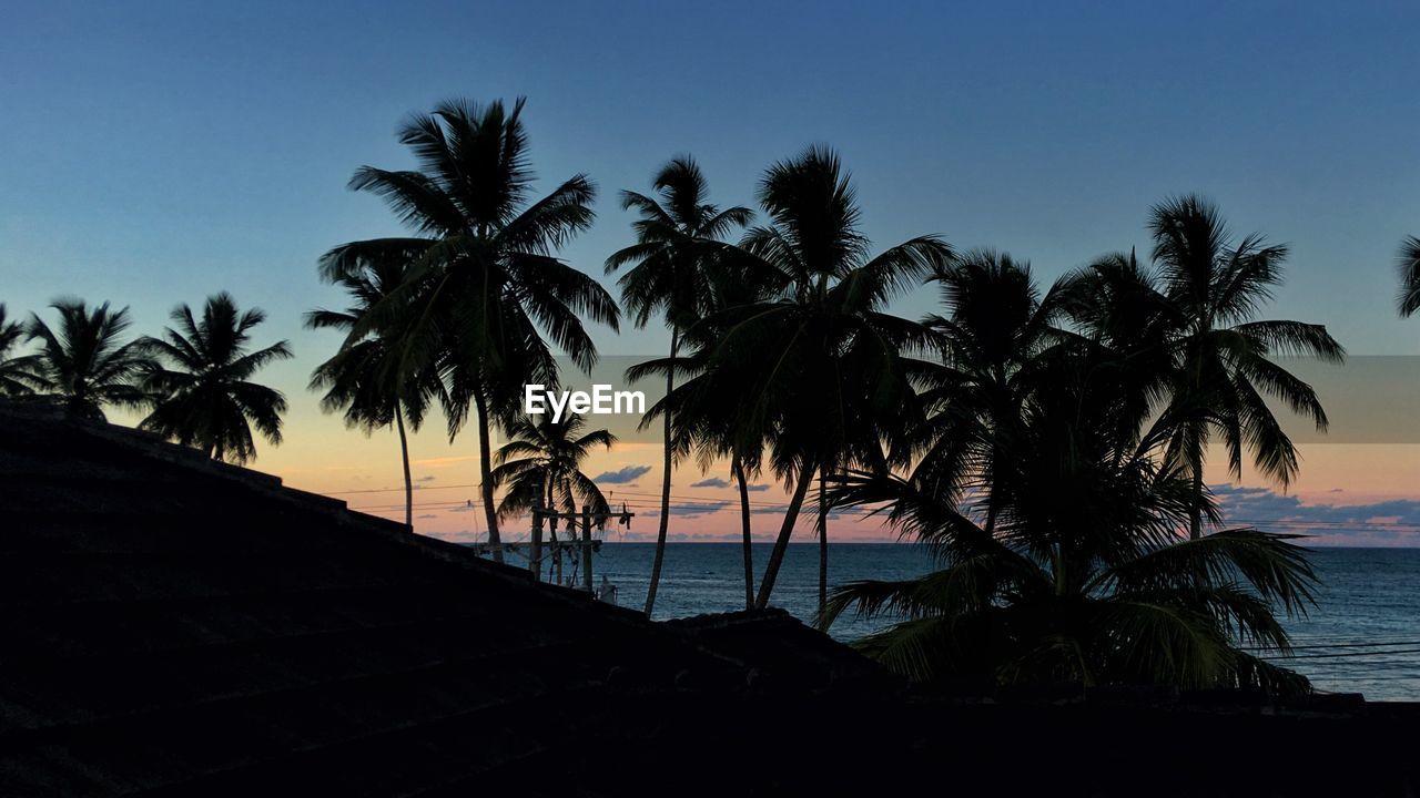 Silhouette palm trees at beach against sky