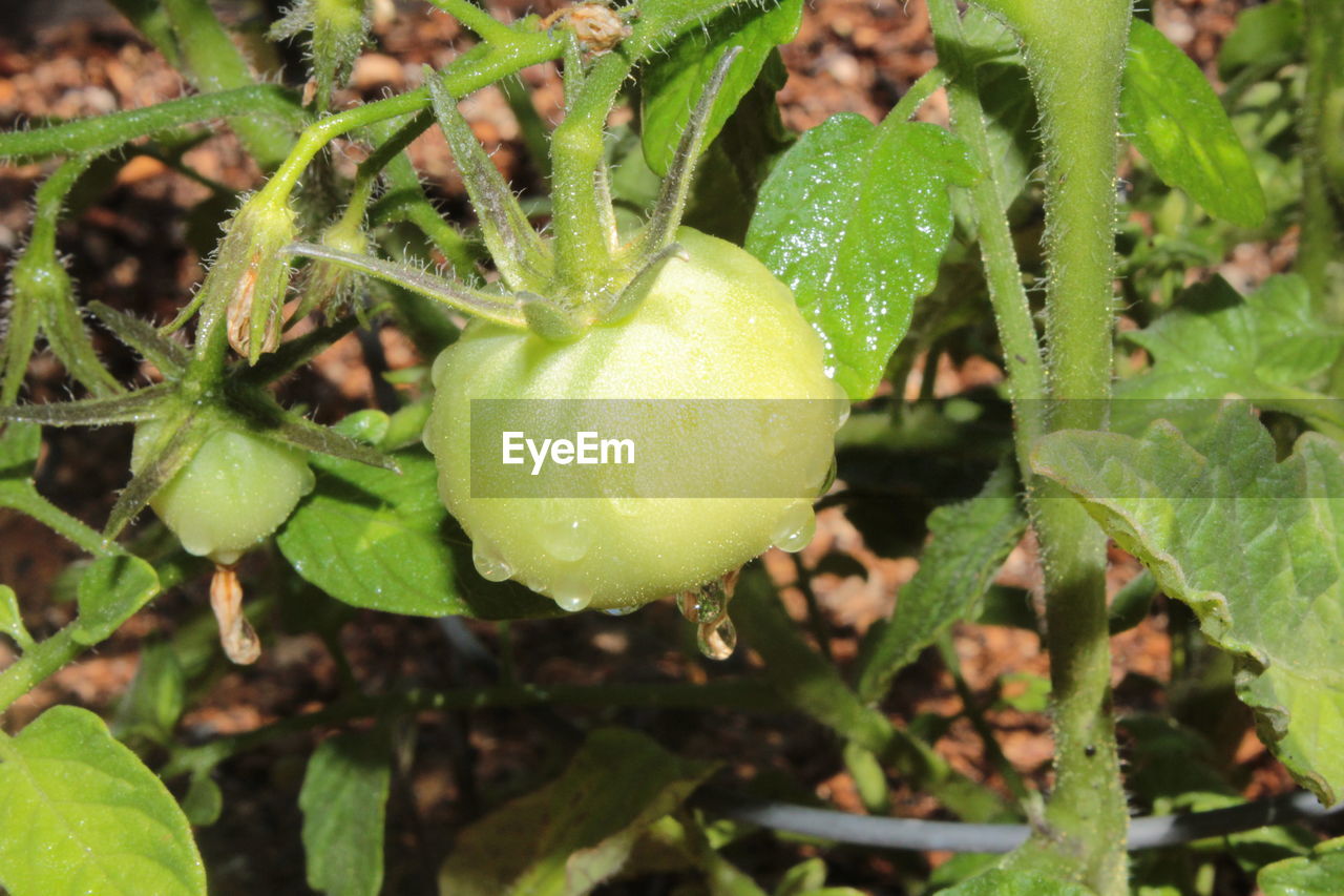 CLOSE-UP OF FRESH FRUIT GROWING ON PLANT