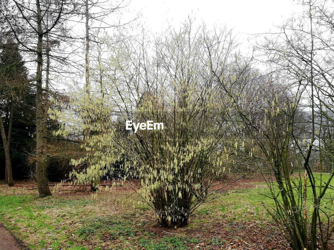 VIEW OF TREES IN FOREST