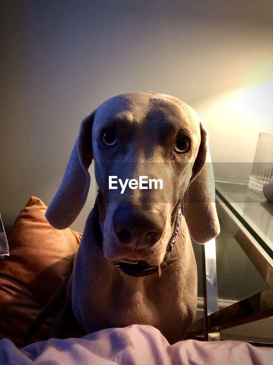 CLOSE-UP PORTRAIT OF DOG LOOKING AT HOME