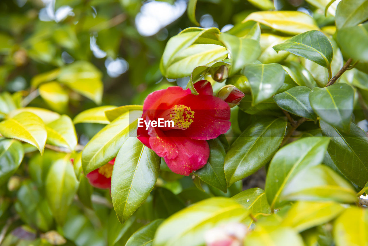 plant, leaf, plant part, flower, nature, red, freshness, beauty in nature, flowering plant, food and drink, produce, food, fruit, growth, tree, close-up, healthy eating, blossom, green, no people, environment, outdoors, summer, evergreen, shrub, agriculture, branch, multi colored, social issues, selective focus, springtime, environmental conservation, yellow, vibrant color, travel, land