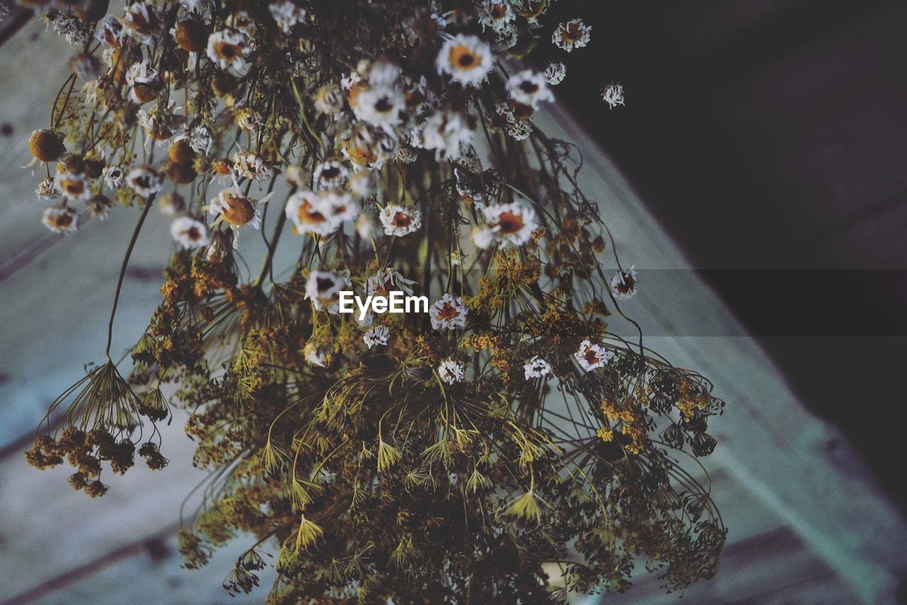 HIGH ANGLE VIEW OF FLOWERING PLANT ON TREE