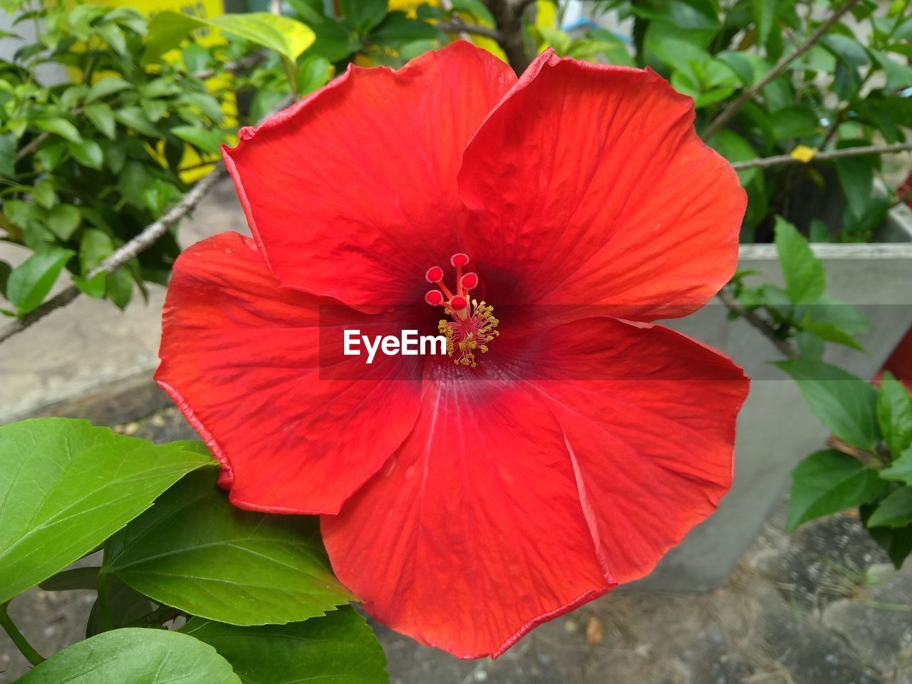 Close-up of red hibiscus flower