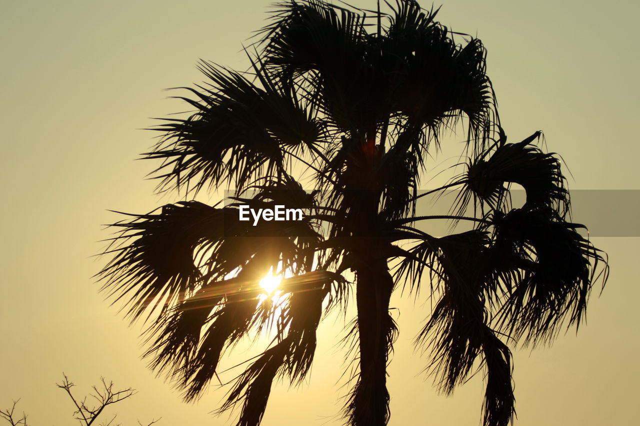 SILHOUETTE OF PALM TREE AGAINST SUNSET SKY