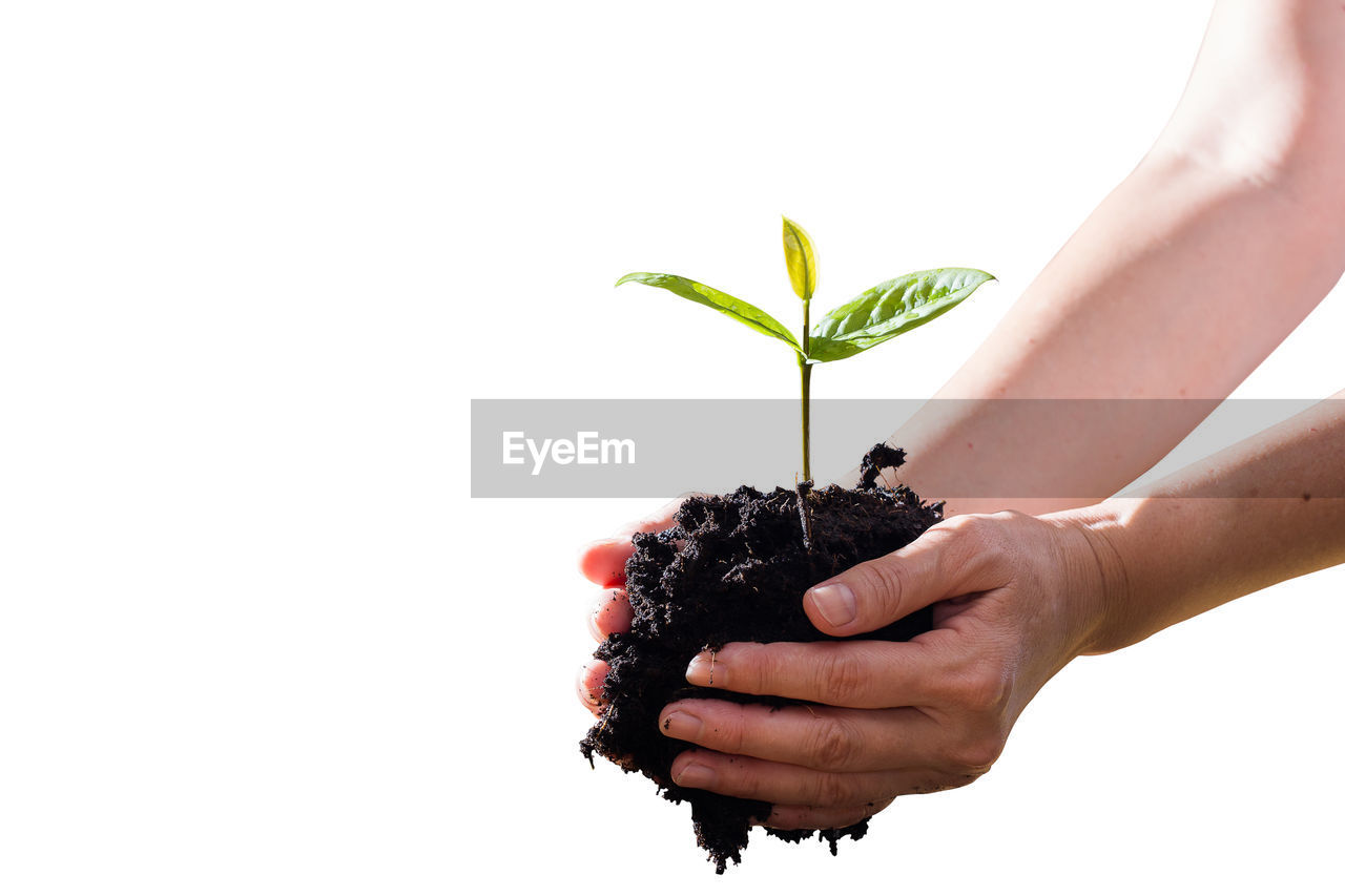 Close-up of hand holding plant against white background