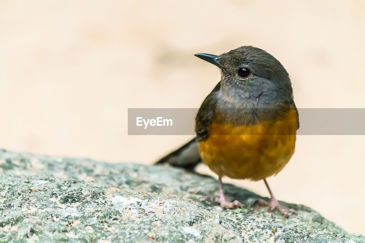 BIRD PERCHING ON ROCK