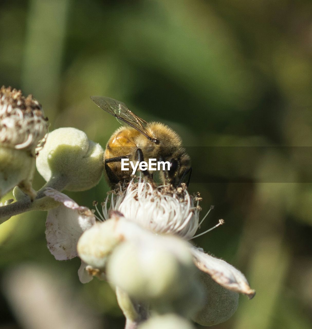 CLOSE-UP OF INSECT ON PLANT