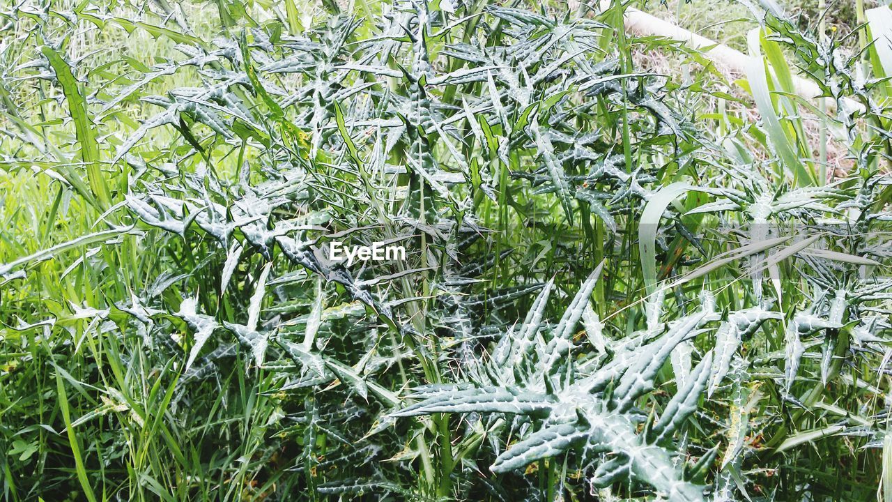 FULL FRAME SHOT OF PLANTS