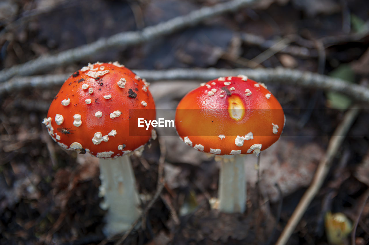 Two red beautiful inedible mushrooms fly agaric sprouted through dry leaves in latvian autumn forest