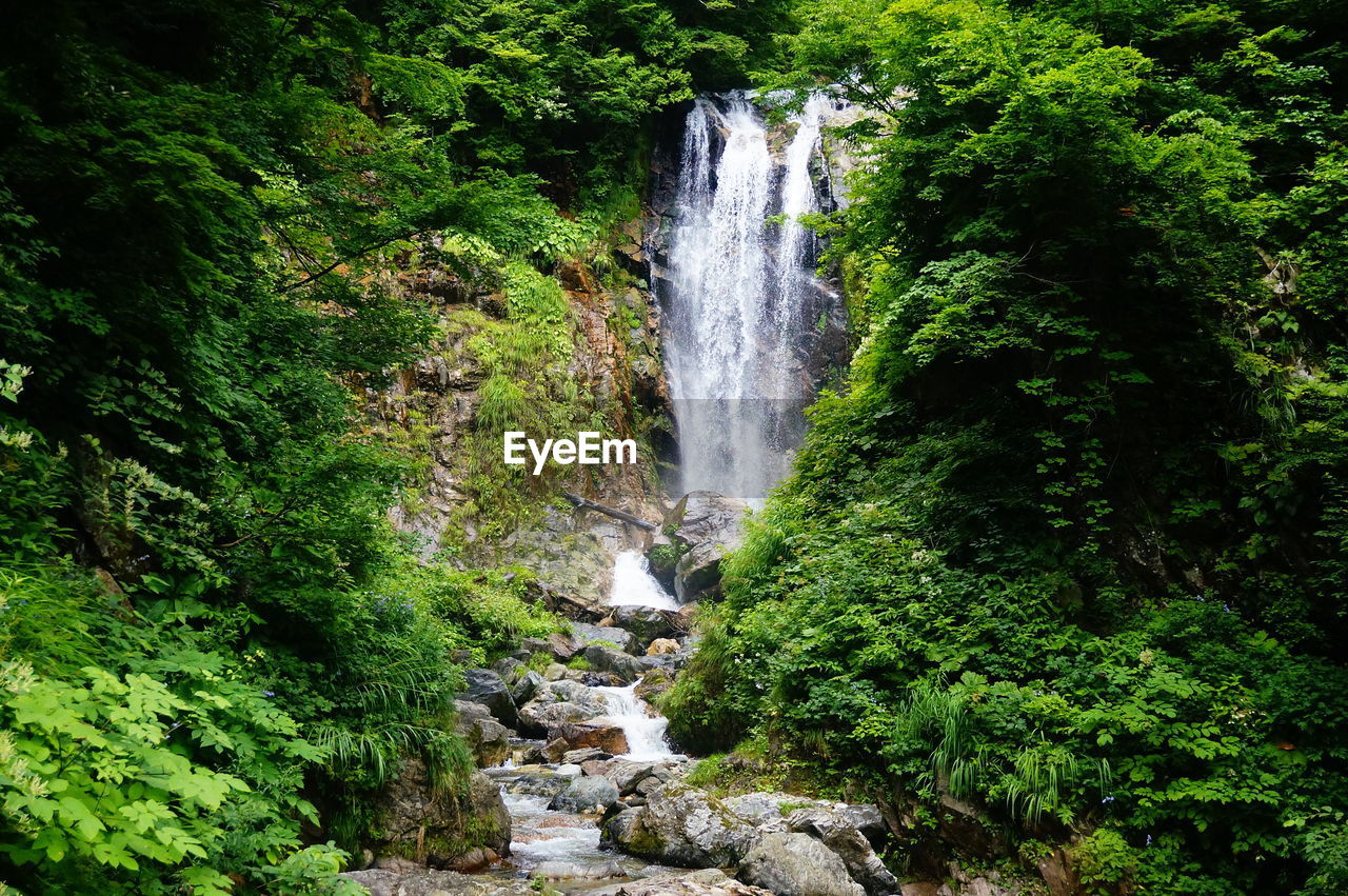 WATERFALL AMIDST TREES IN FOREST