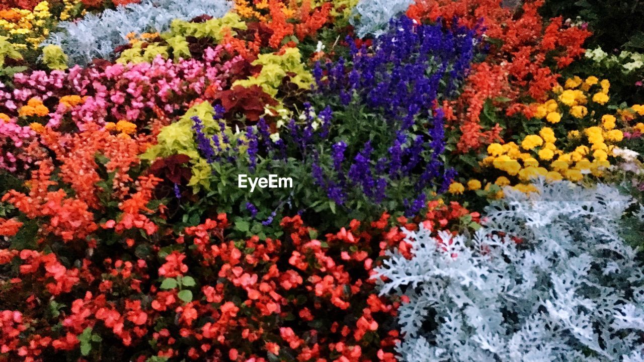 FULL FRAME SHOT OF MULTI COLORED FLOWERS IN BLOOM