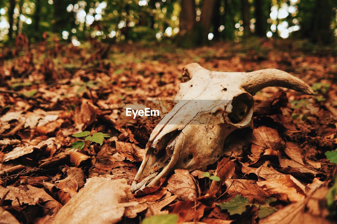 Animal skull on dry leaves at forest