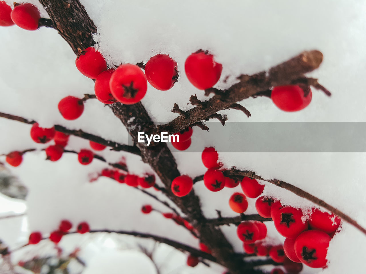 CLOSE-UP OF FROZEN BRANCH