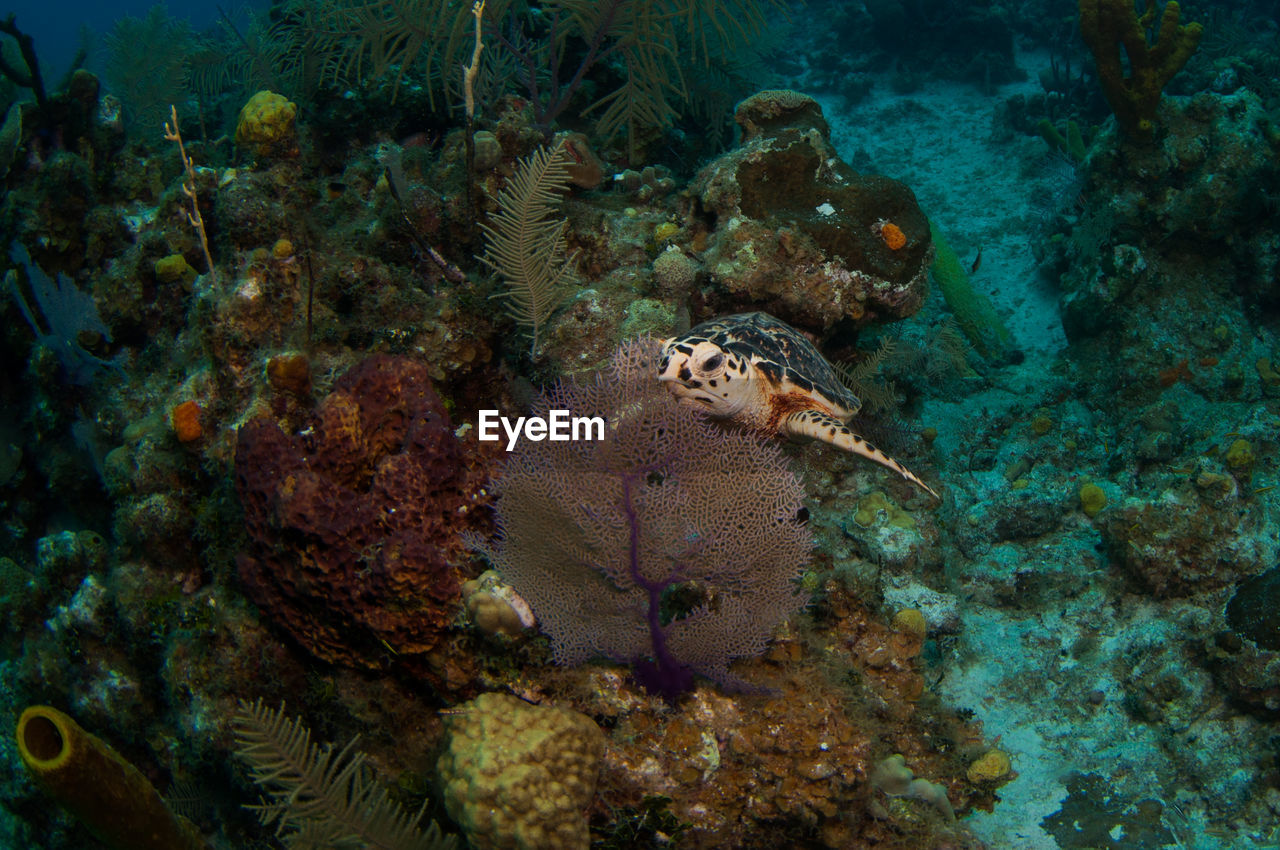 Turtle swimming in sea with coral 